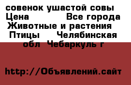 совенок ушастой совы › Цена ­ 5 000 - Все города Животные и растения » Птицы   . Челябинская обл.,Чебаркуль г.